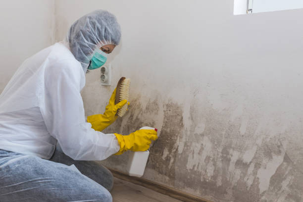 Best Mold Damage Restoration  in Holden, MO